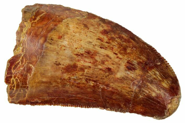 Serrated, Carcharodontosaurus Tooth - Real Dinosaur Tooth #329890